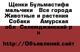 Щенки Бульмастифа мальчики - Все города Животные и растения » Собаки   . Амурская обл.,Селемджинский р-н